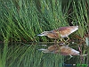 Uccelli ciconiiformi 27 - Sgarza ciuffetto.jpg